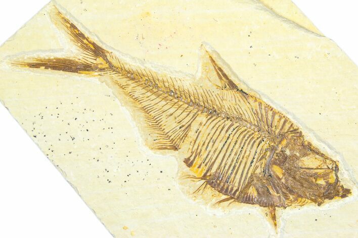 Detailed Fossil Fish (Diplomystus) - Wyoming #360732